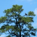 20130622_1226_Immature bald eagle